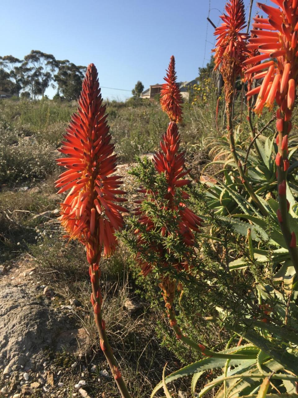 Stellar Overberg Travellers Lodge Napier 外观 照片